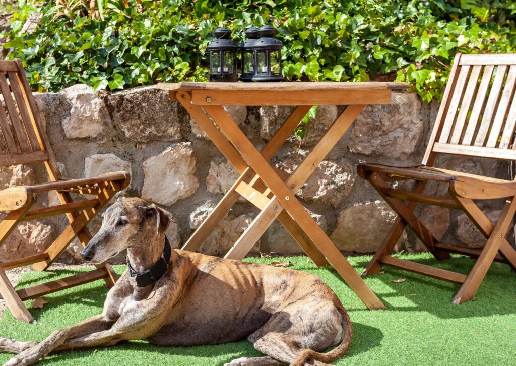 hotel_cardamomo_petfriendly