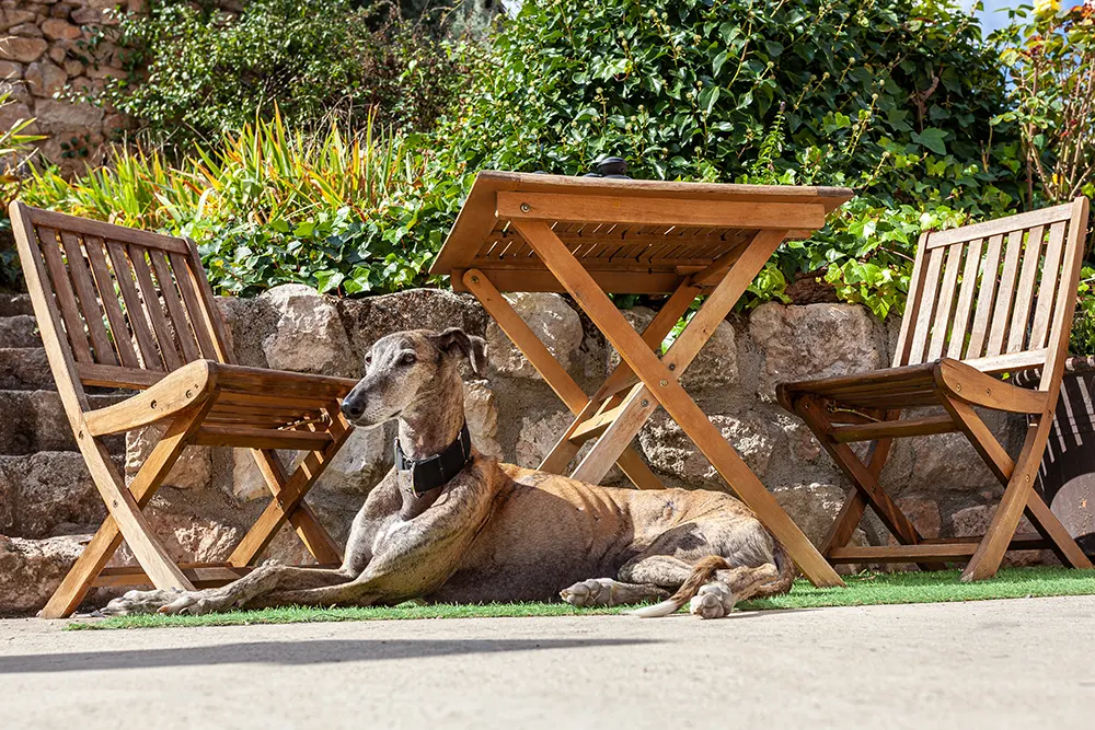 Hotel Cardamomo en Sigüenza perro en jardín