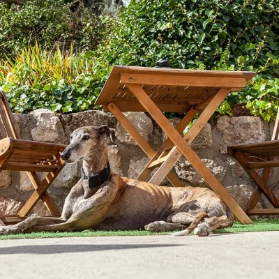 Hotel Cardamomo en Sigüenza perro en jardín